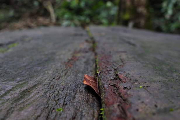Folha seca em uma superfície de madeira com uma vegetação desfocada ao fundo